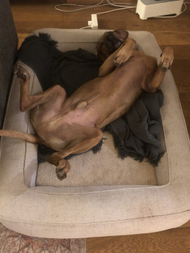 Bild "Henkabenteuer:henk_in_wellnesshaltung_05.jpg"