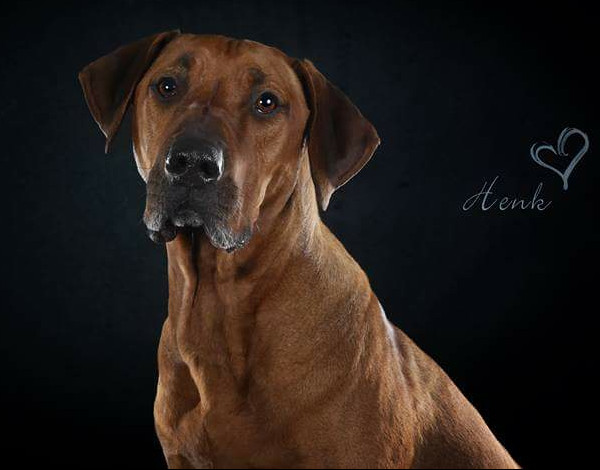 Bild "Henkbilder:henk_portrait_05.jpg"